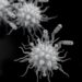 Single-step chromatography purifies diverse Pseudomonas aeruginosa phages while sharply reducing endotoxins