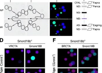 SNORD18B/SNORD18C-RPL23A Promotes Homologous Recombination Through BRCA1 Translation in Colorectal Cancer