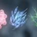 Live Cell Shapes Reveal How Tissues Choose Their Final Identities