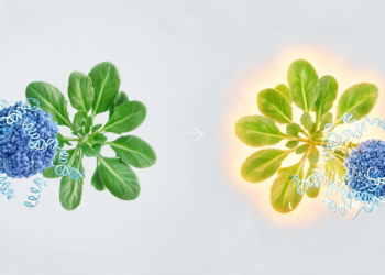 Plant RNA Switching Reveals Heat-Tolerance Transcripts Controlled by SIZ1
