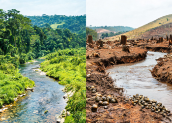 Deforestation Opens New Schistosomiasis Hotspots in Western Uganda