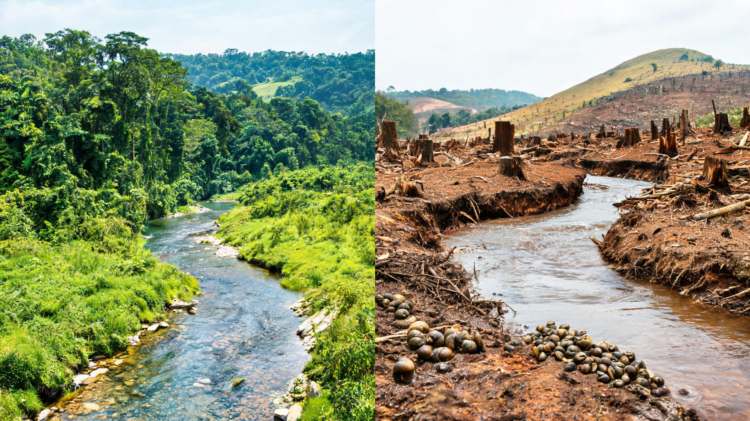 Deforestation Opens New Schistosomiasis Hotspots in Western Uganda