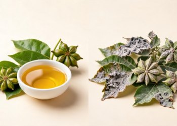 Peruvian Plant Oils Show Promise Against Crop-Damaging Gray Mold