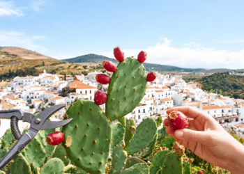 Spain’s Prickly Pear Debate Reveals Limits of Blanket Invasive-Species Rules
