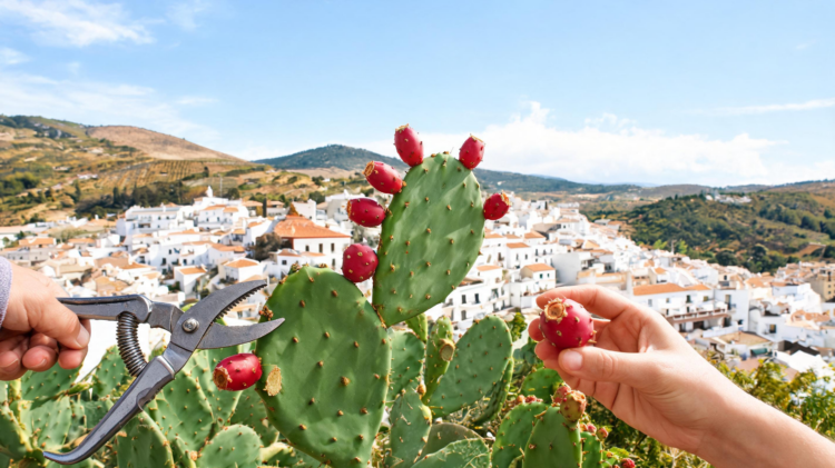 Spain’s Prickly Pear Debate Reveals Limits of Blanket Invasive-Species Rules