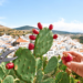 Spain’s Prickly Pear Debate Reveals Limits of Blanket Invasive-Species Rules