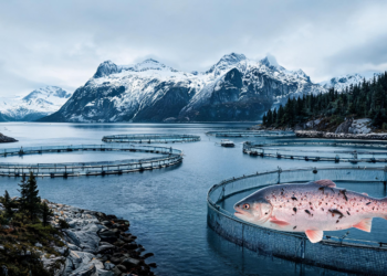 Norwegian Fish Farms Harbor Parasites That Reveal Coastal Ecosystem Stress