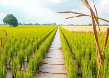 Straw and warming reshape soil carbon formation pathways in paddy fields