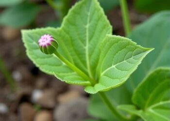 Study Maps Tobacco MADS-Box Genes and Their Roles in Axillary Bud Development