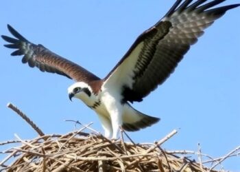 Study reveals how pioneering osprey pairs drive population recovery