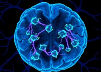 Study reveals how tumors recruit nerves to sustain their growth