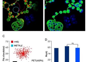 Targeting METTL3/m6A/SOCS3 Reprograms Macrophages, Boosting Anti-PD-1 Therapy in Multiple Myeloma