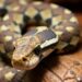 Ticks and Blood Parasites Strike Captive African Rock Python in Nigeria