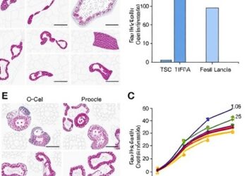 TIF1γ Maintains Regulatory T-Cell Stability During Inflammation