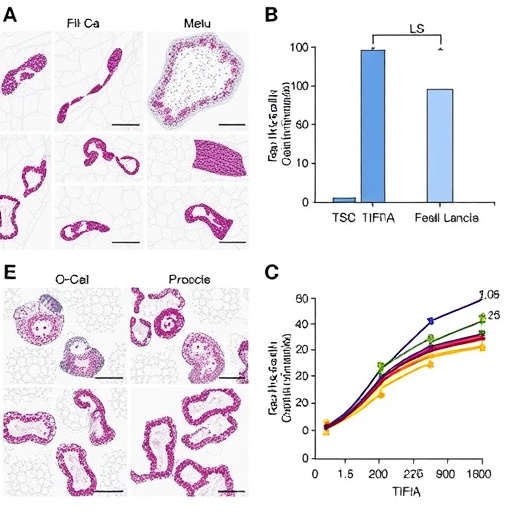 TIF1γ Maintains Regulatory T-Cell Stability During Inflammation