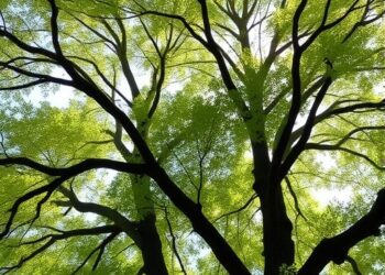 Tree Shade Reveals Directional Clues