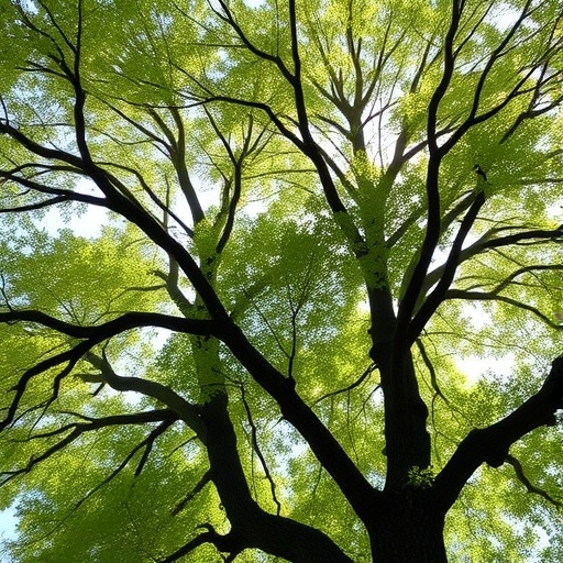 Tree Shade Reveals Directional Clues