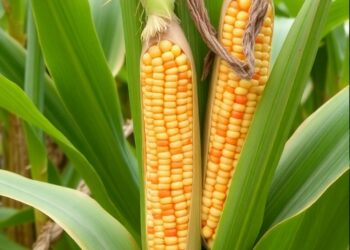 Tropical Maize Germplasm Shows Genetic Variation in Silage Nutritional Quality Across Environments