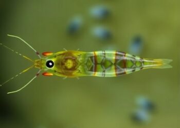 Two New Eyeless Shrimp-Like Species Discovered in Japan’s Groundwater