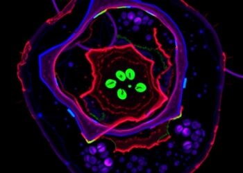 ULK3 Supports Autophagy and Survival of Multiple Myeloma Cells