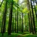Unseen everyday forests prompt conceptual shift toward socially just forestry