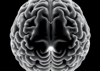 USC research shows gray and white matter jointly support older adults’ cognition