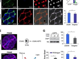USP30-AS1 micropeptide drives tumor growth by suppressing macrophage cGAS–STING interferon signaling