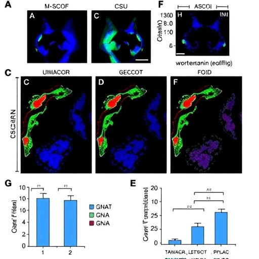 Vasopressin boosts the antiproliferative effect of dynasore and wortmannin in triple-negative breast cancer cells