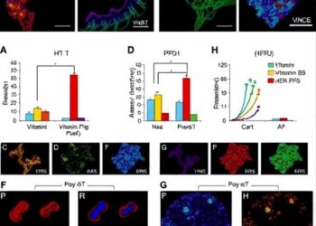 Vitamin B5 boosts anti-PD-1 therapy in HER2-positive gastric cancer, enhancing B–T interactions