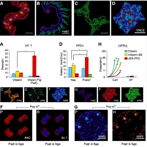 Vitamin B5 boosts anti-PD-1 therapy in HER2-positive gastric cancer, enhancing B–T interactions