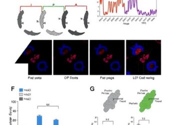Voluntary Attention Modulates Acute Immune Responses in Humans
