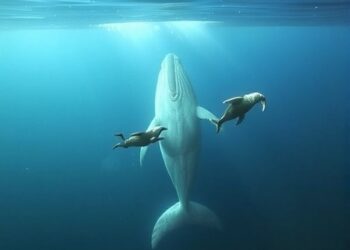 Warming Waters Trigger Summer Whale Feeding Frenzies Off Greenland