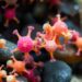 Wastewater Pollution Fuels Multidrug-Resistant Bacteria in the Galápagos Marine Ecosystem