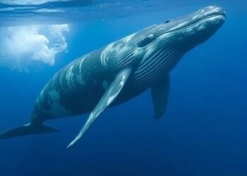 Whale Diving Alters the Structure of Its Song