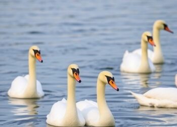 Winter separation of swan families disrupts their spring migration