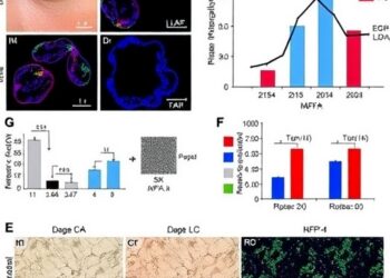 17(S)-HDHA counters UVB-induced skin aging via EGFR/MAPK pathway regulation
