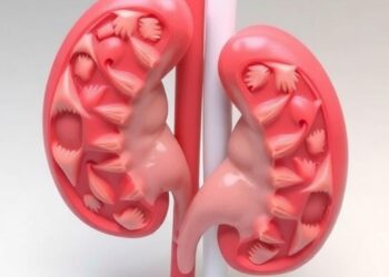 3D printed kidney models help students understand renal tumor anatomy