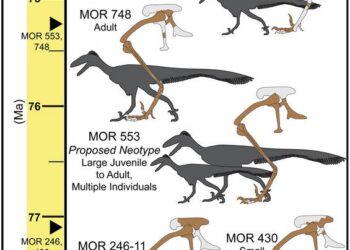Embryo-to-adult fossils reveal growth of mysterious bird-like dinosaur