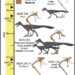 Embryo-to-adult fossils reveal growth of mysterious bird-like dinosaur