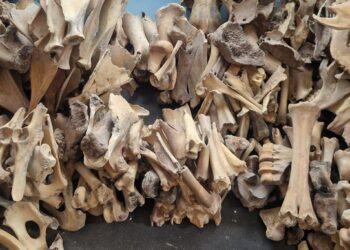 Medieval England’s economy driven by major trends in cattle and