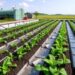 Advanced oxidation process reduces micropollutant toxicity in wastewater for agricultural reuse