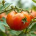 Advances in detecting and regulating Alternaria toxins in tomato products