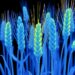Amodal completion enables 3D wheat reconstruction from a single image
