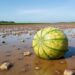 Ancient waterlogged seeds trace the melon’s global spread