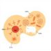 Antibiotic exposure and geography shape young children’s gut resistance genes