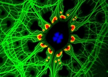 Astrocyte model of Batten disease reveals mitochondrial and metabolic defects