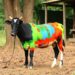 BoLA-DRB3 diversity in Latin American Creole cattle: an updated review