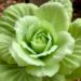 BraABCB transporter genes shed light on hormone responses in Chinese flowering cabbage