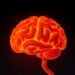 Brain uroguanylin and brown fat play distinct roles by sex