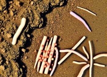 Coastal tidal flats host varied microbes with multiple functional redundancy patterns